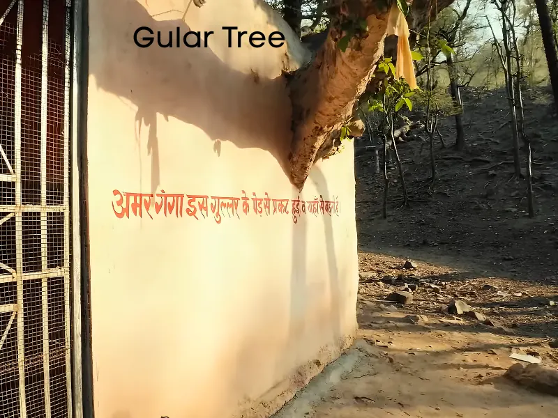 Bhartrihar Temple Alwar Gular Tree and Amarganga